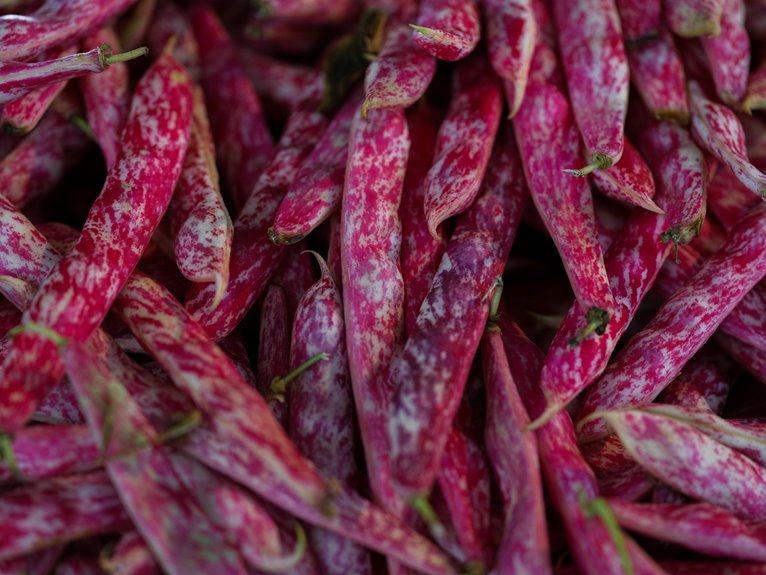 borlotti bean interesting facts