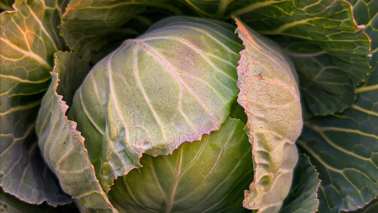 Can Cabbage Be Frozen Raw? Freezing Fresh Cabbage