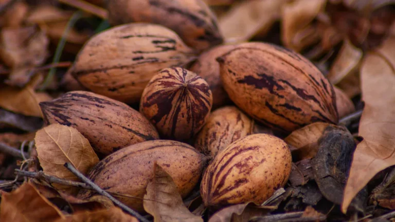 Pecan Nutrition: Amazing Facts, Key Benefits, & Uses