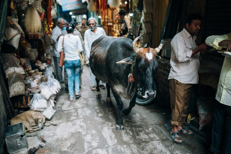 average beef cow market price