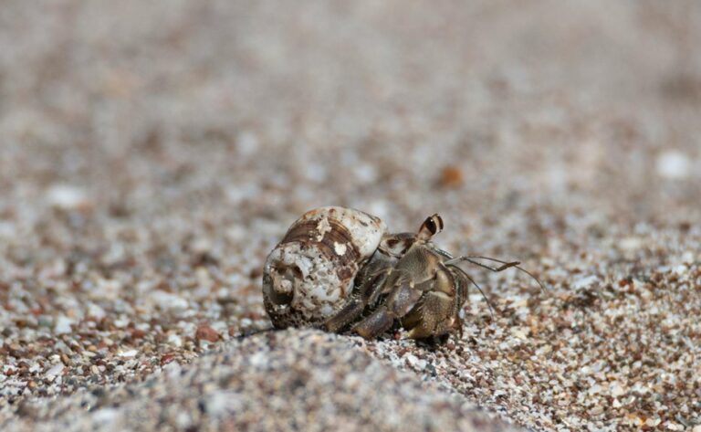 painting hermit crab shells safely
