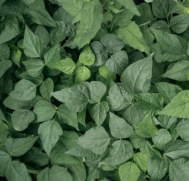 rapid green bean sprout timeline